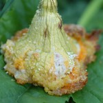 Fiori di zucca ripieni di ricotta