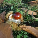 Marmellata di marroni